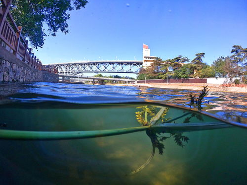 大金川河起源在哪里