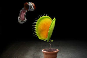 神奇的种子作文450字