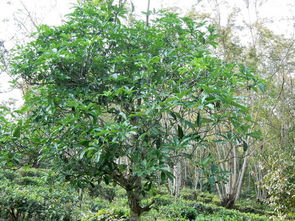 灯台树图片，灯台树的寓意及象征