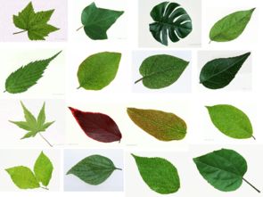 <<做一片美的叶子>>课文