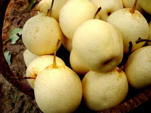 吃雪梨对身体有什么好处?