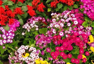 姹紫嫣红的意思和用法，姹紫嫣红姹紫嫣红的意思