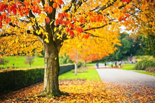 秋天的作文200字三年级，秋天的作文200字二年级