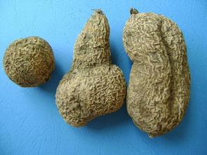 金果榄的功效与作用图片，金果榄的功效与作用,金果榄的副作用