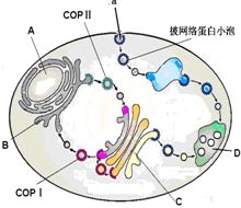 核糖体的组成元素，核糖体的组成物质