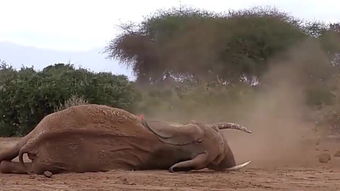 偷猎者是什么意思，偷猎者的短匕