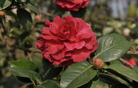 紫袍是什么意思(紫袍是什么意思啊)