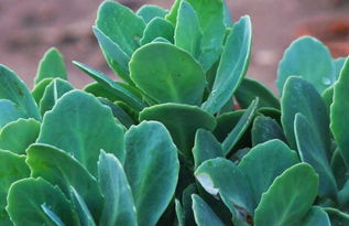 景天三七根能泡水喝吗?