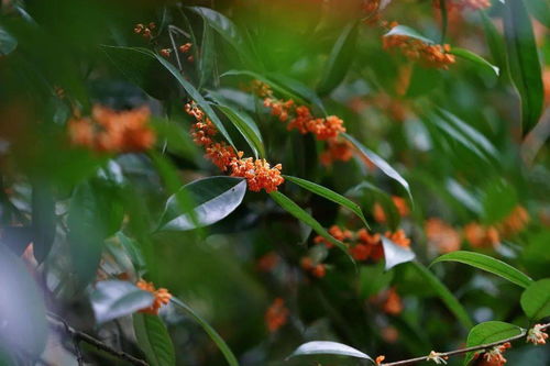 淡淡的清香是啥意思，什么花有淡淡的清香