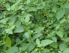 中药里的金果榄