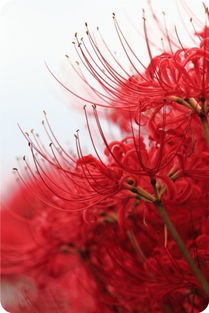 彼岸花的英文是什么?