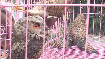 小动物过冬的方法