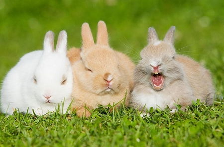 属虎的今年多大了，属虎的今年多大了2023年岁数表