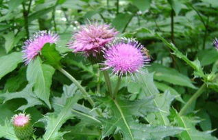 刺儿菜图片，刺儿菜根的功效与作用