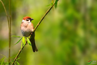 门可罗雀反义词，门可罗雀是什么生肖