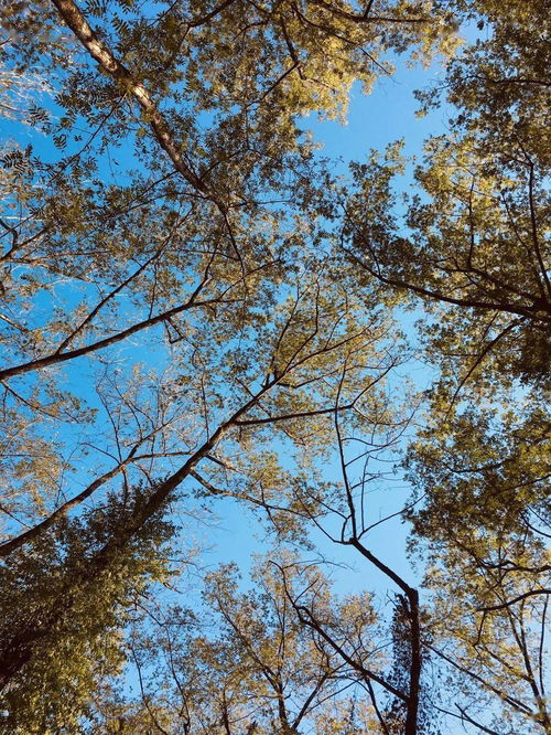 树荫的拼音，树荫的意思