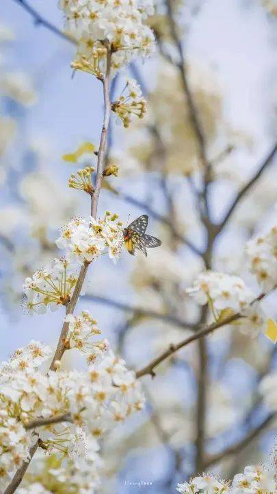 春前有雨花开早,秋后无霜叶落迟.出自那首诗词?或者是出自什么地方?_百度