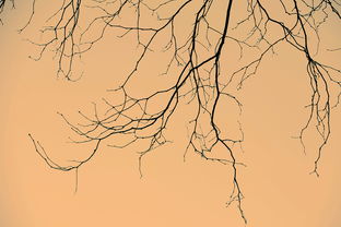 枯荣的读音枯荣的读音是什么