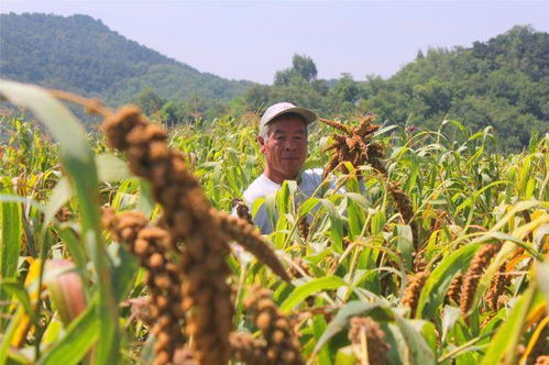 谷穗图片，谷穗是小米还是大米