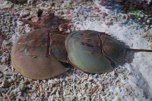 中华鲎怎么读，中华鲎能吃吗