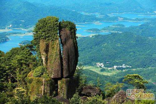 仙人山云雾茶产自哪里