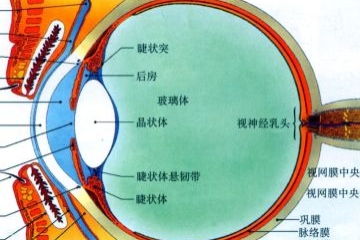 眼睑的读音是什么