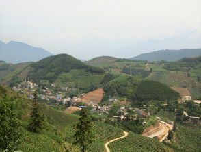 瑶山大剿匪，瑶山雪梨