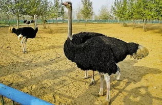 牡丹江鸵鸟园具体位置