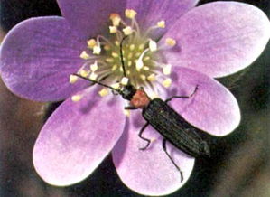 虫媒花的特点是，虫媒花和风媒花的特点