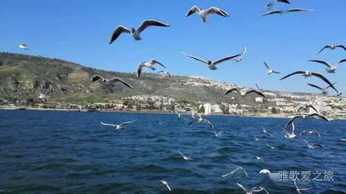 加利利海的属灵意义，加利利海属于哪个国家