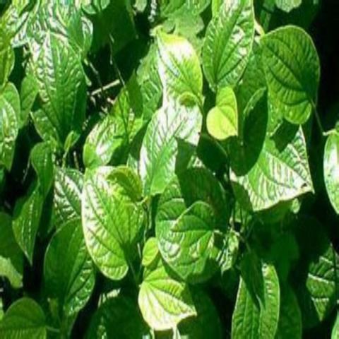 蒌叶，蒌蒿满地芦芽短正是河豚欲上时的意思