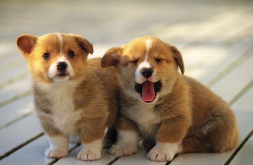 狗的英语字母怎么写，狗的英语谐音怎么读