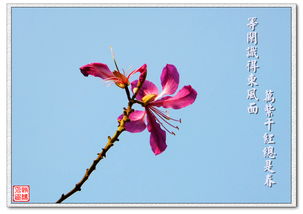 落红不是无情物,化作春泥更护花.全诗