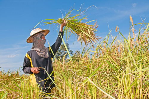 收获的拼音怎么拼写，收获的拼音怎么读