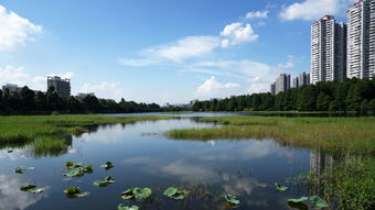 洪湖天气预报15天准确 一个月，洪湖天气预报15天查询一周