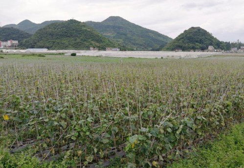 塘坝和水库的区别，塘坝怎么读