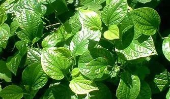 蒌怎么读 蒌的拼音是什么