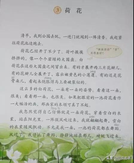 荷花作文三年级300字，五感法写荷花作文三年级