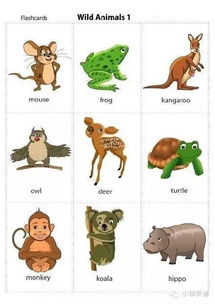 关于动物的英语单词小学，关于动物的英语单词100个常见