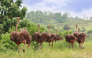 鸵鸟园郑州门票，鸵鸟油有什么效果