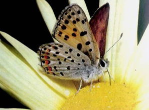 属于虫媒花、风媒花、水媒花、鸟媒花的花分别有哪些?