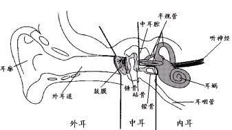 耳的结构示意图，耳的结构模式图