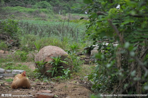 抱窝是什么意思 抱窝的含义