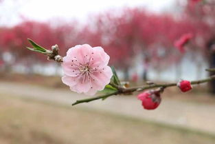 猜字谜语大全及答案:人面桃花相映红