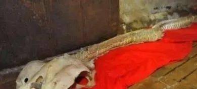 飞机上拍到真龙，渔民抓住一条龙鱼