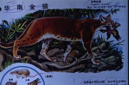 生活中有哪些常见的动物类群?