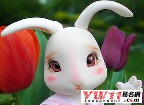 兔今年多大年龄了?