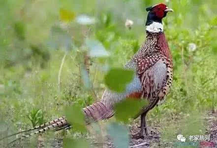 野山鸡幼崽怎么饲养?