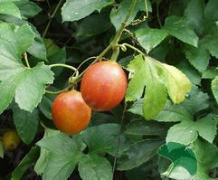 栝楼怎么读，栝楼作用功效