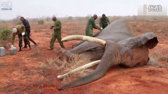 偷猎者任务详细攻略魔力宝贝2